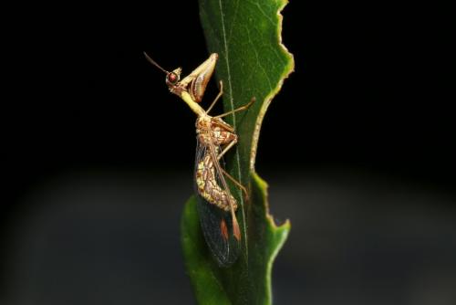 Mantispa styriaca